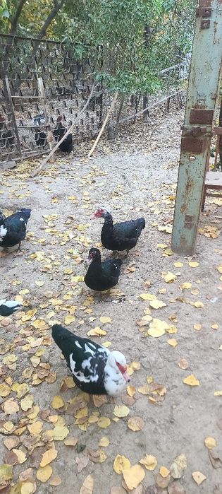 Идиотка домашний 17 дона бор