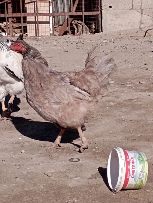 Тауык сатылады Аса ауылы