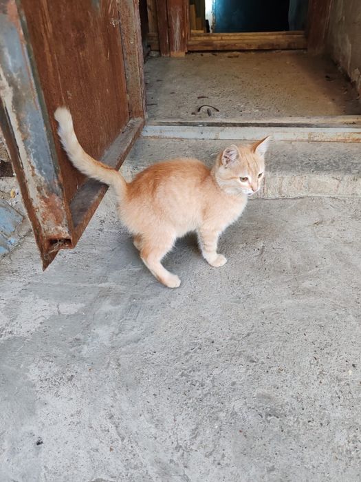 Подкинули или потерялся котик в районе Циолковского