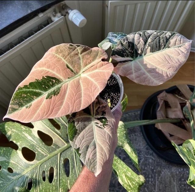 Alocasia Black Velvet Pink Var. Грудка