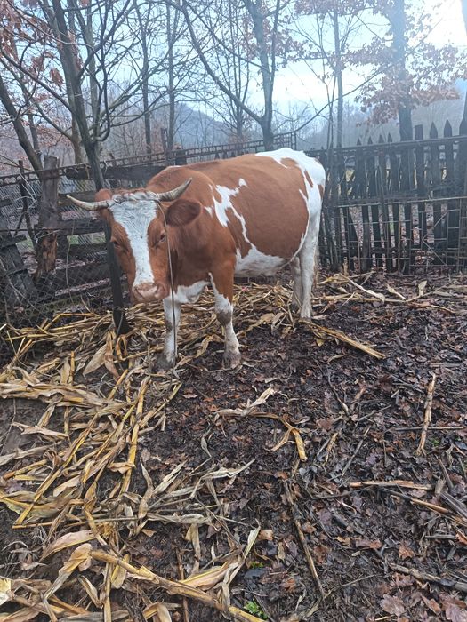 Vând vaca bălțată românească