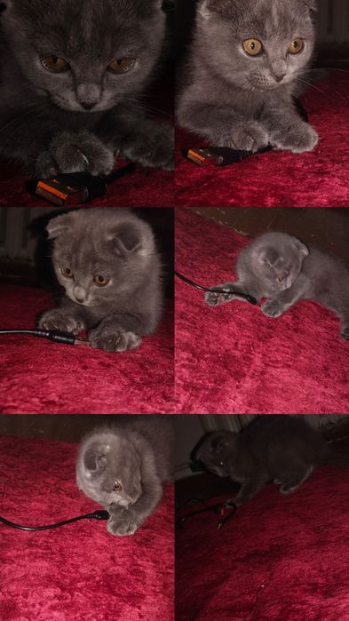 Йакинда олинган акилли