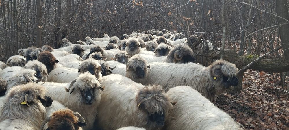 Oi bucalai reforma grase