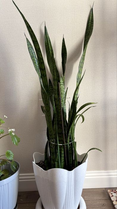 Комнатное растение высотой 120 см