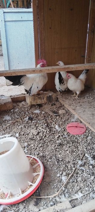 Карликовый куры продам