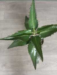 Растение лечебное каланхоэ