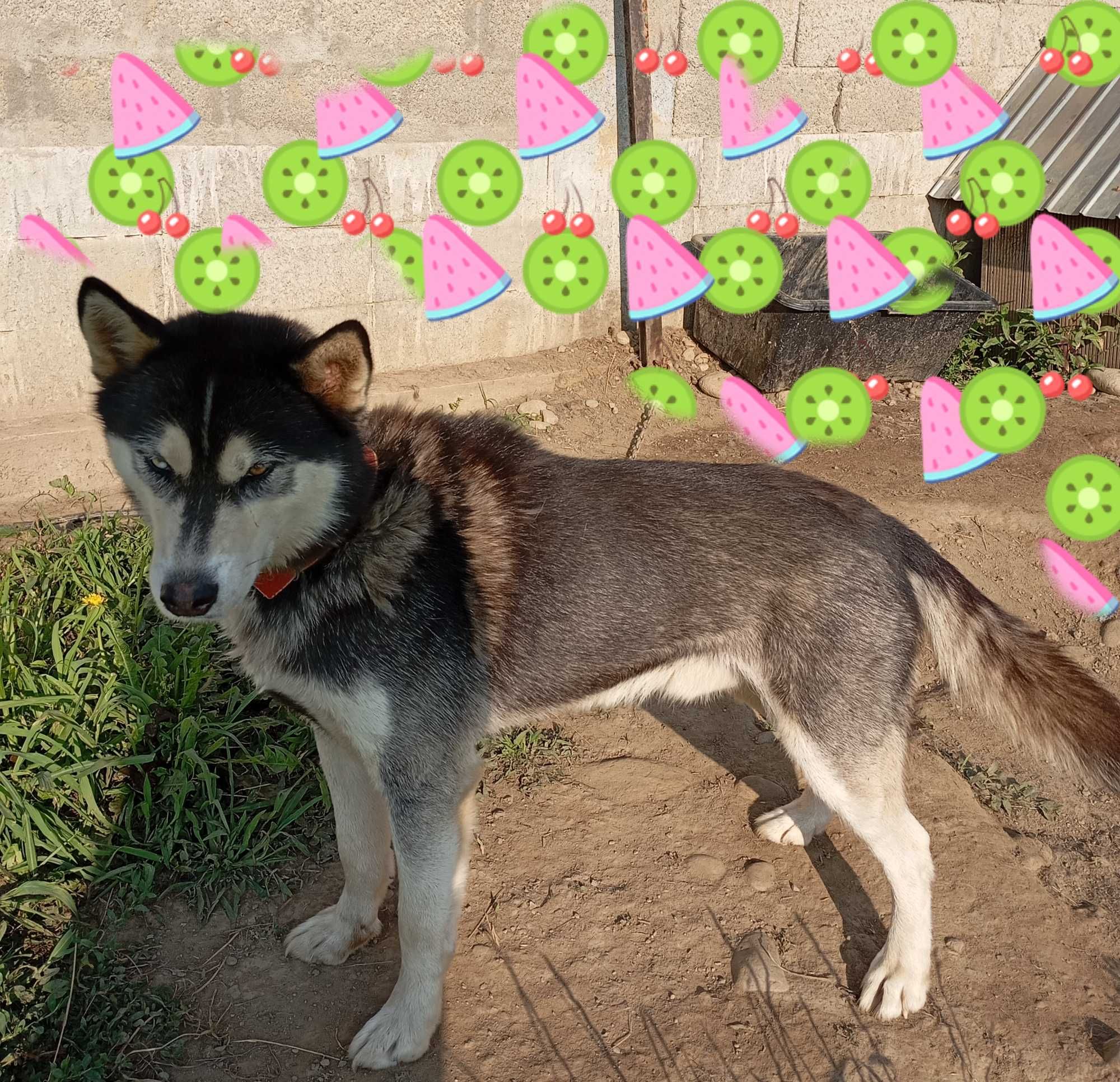 Donez mascul Husky~ 3 ani