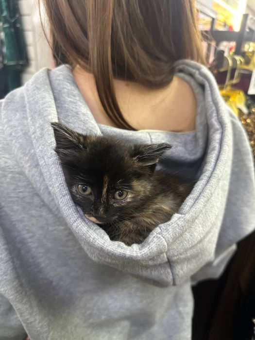 Кошка 3 месяца домашняя