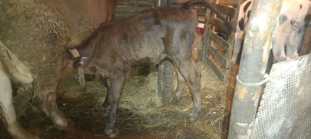 Tauras si vitea vitei