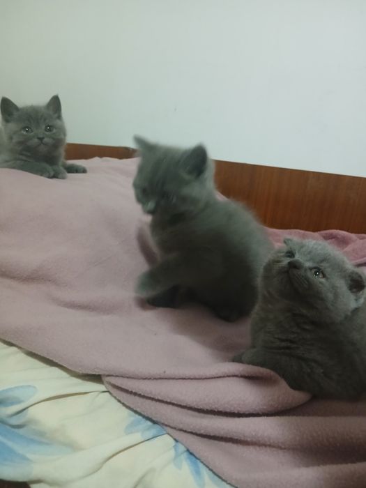 Британски котета