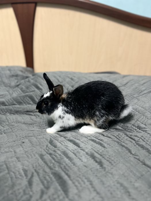 Продается кролик карликовый  нидерландсой породы