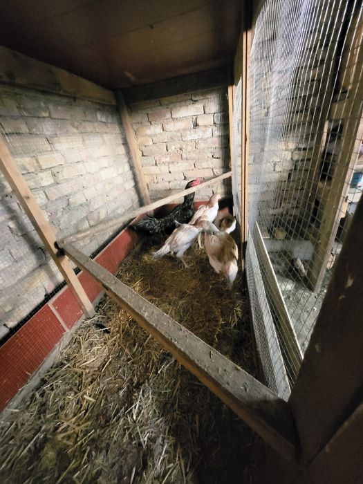 Срочно продаётся хорошие здоровье куры