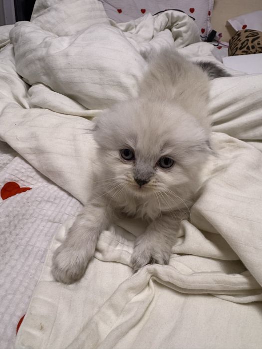Котенок Scottish fold long hair
