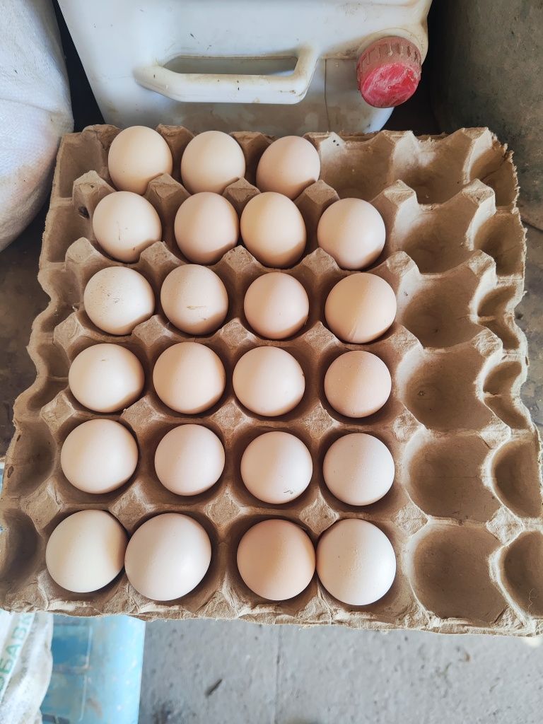 Продам яйцы от Дакана