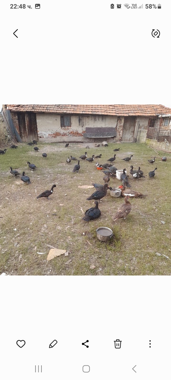 Продавам Неми патици