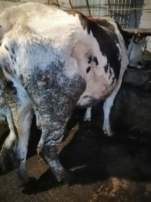 Vând vacă gestanta