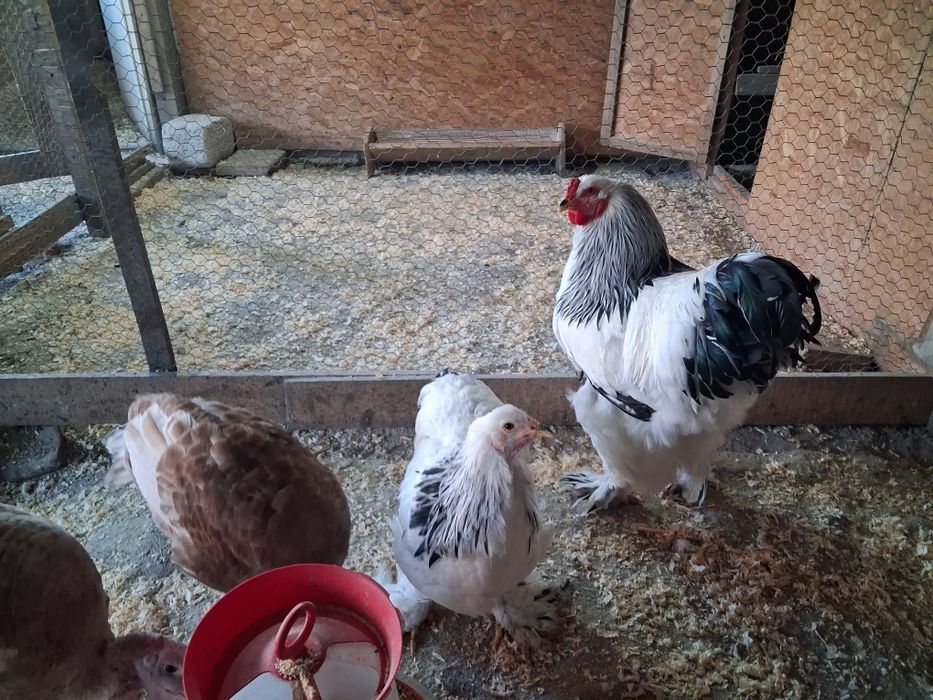 Vand cocoși brahma herminat deschis