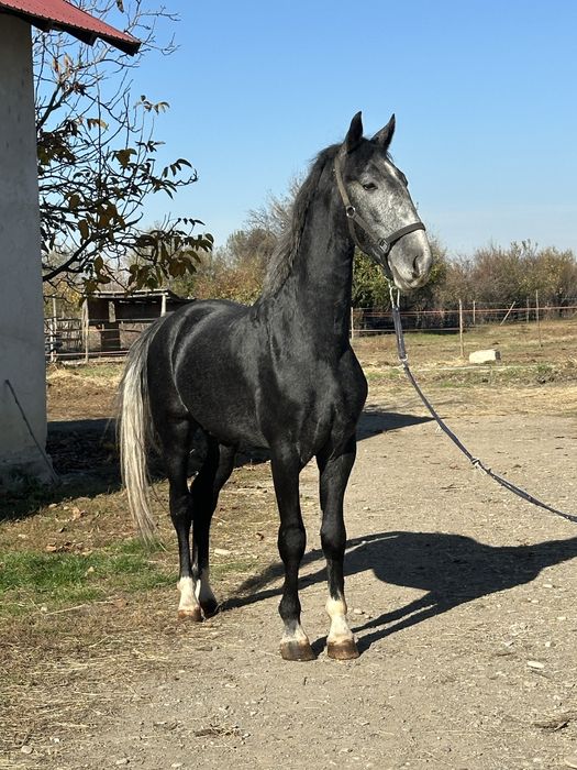 Vand armasar kwpn , genetica foarte buna