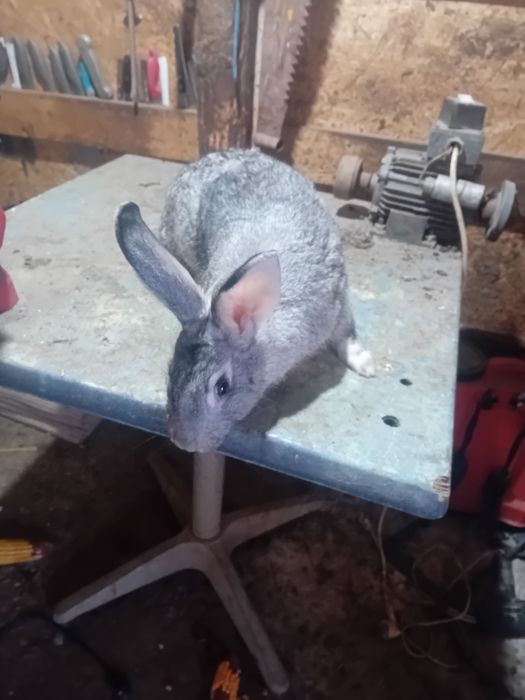 Vand/schimb iepuri diferite rase