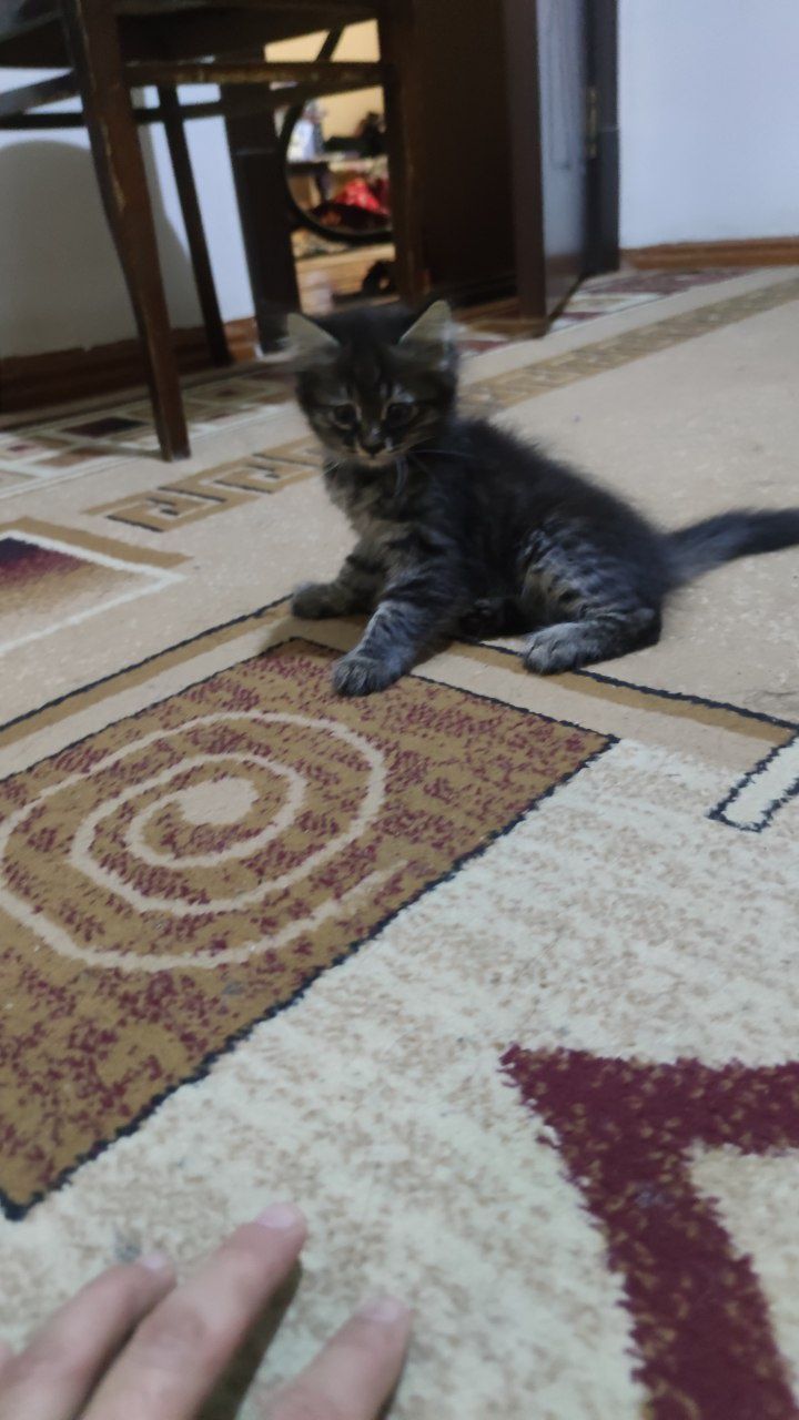 Котёнки папа породистый