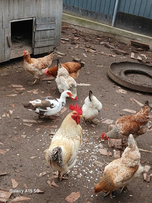 Puicuțe de casă.ouă