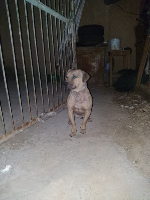 Stafr kuchuk sotiladi