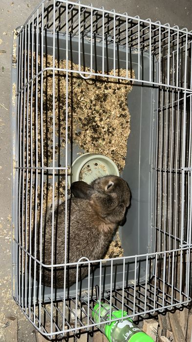 Продаются кролики породы барашек .