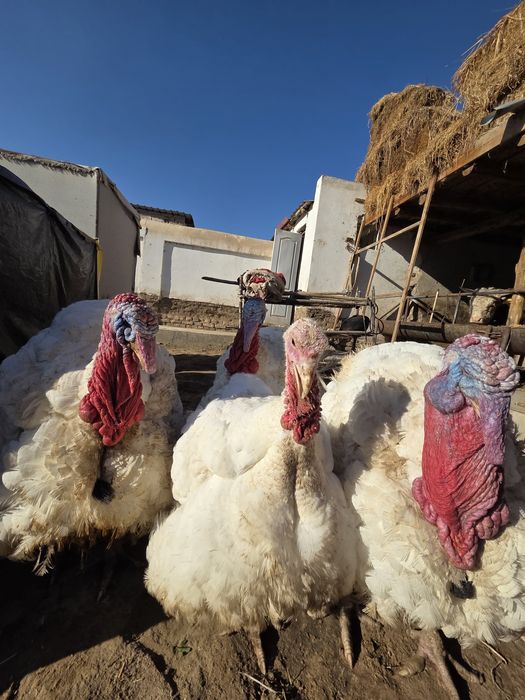 Big indikla 27 30kg yaqin