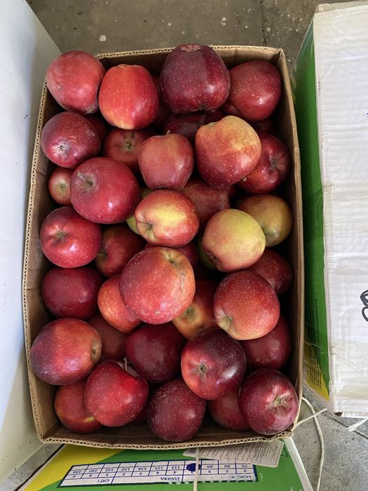 Продам киргизкие яблоки с таласа