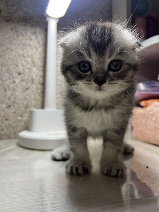 В продаже котята, шотландские вислоухие Скотти Фолл