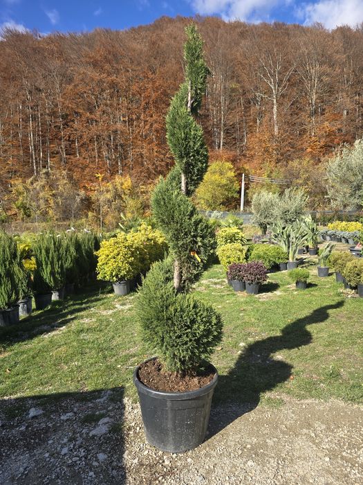 Spirala din tuia leylandii pon pon