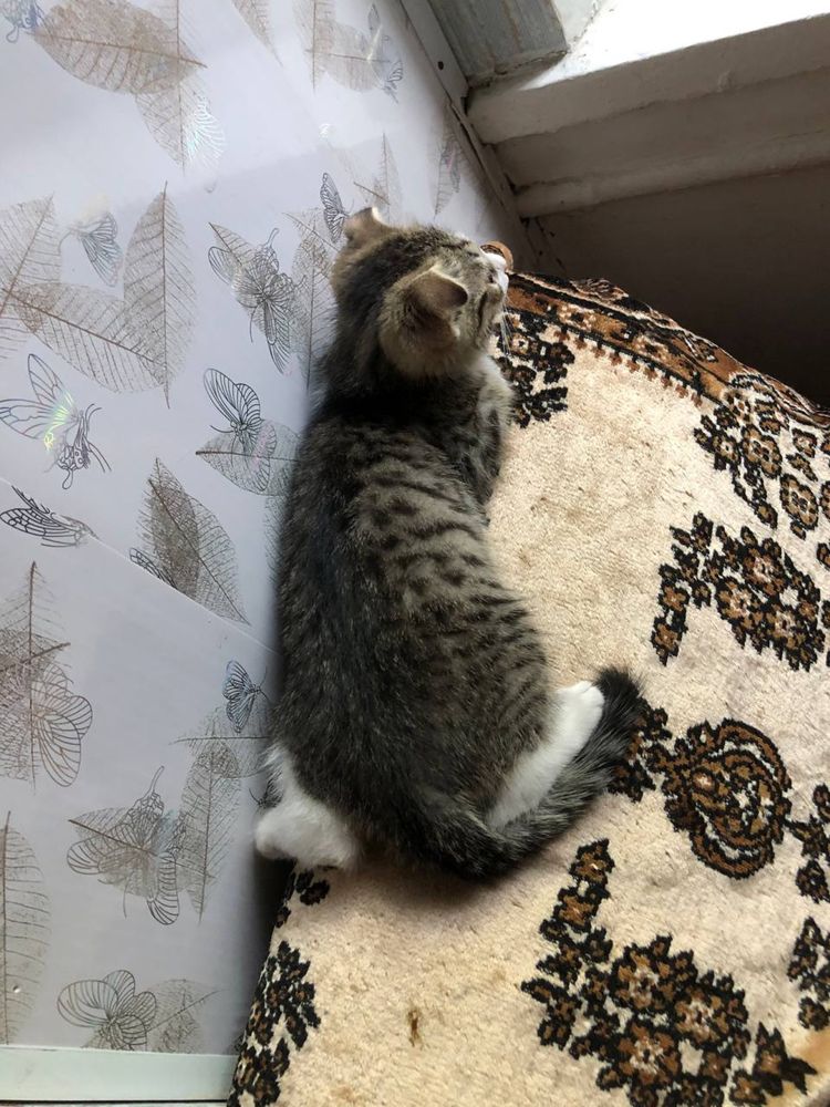 Котенок 3 месяца