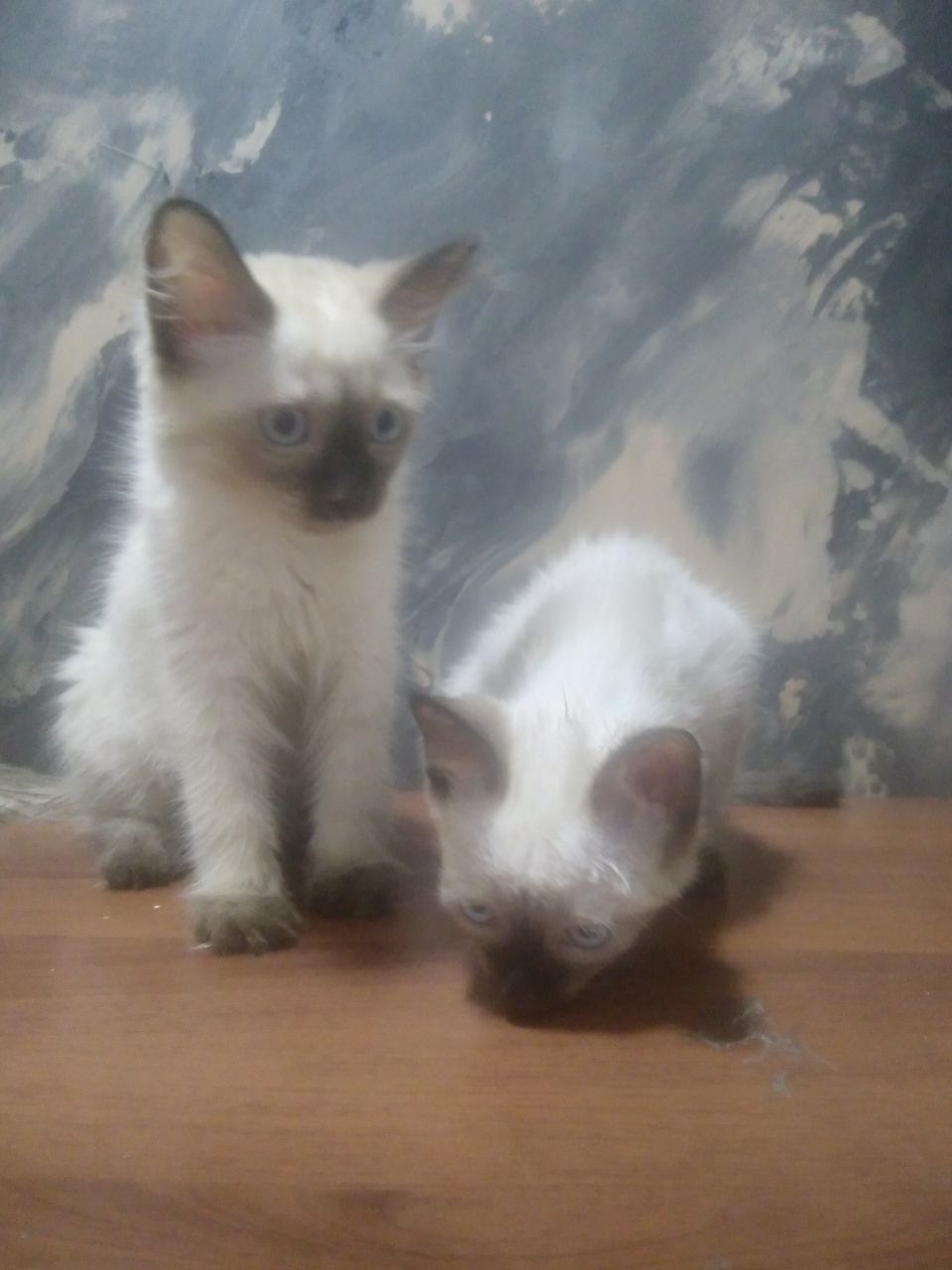 Сиямский котенок 4 месяца