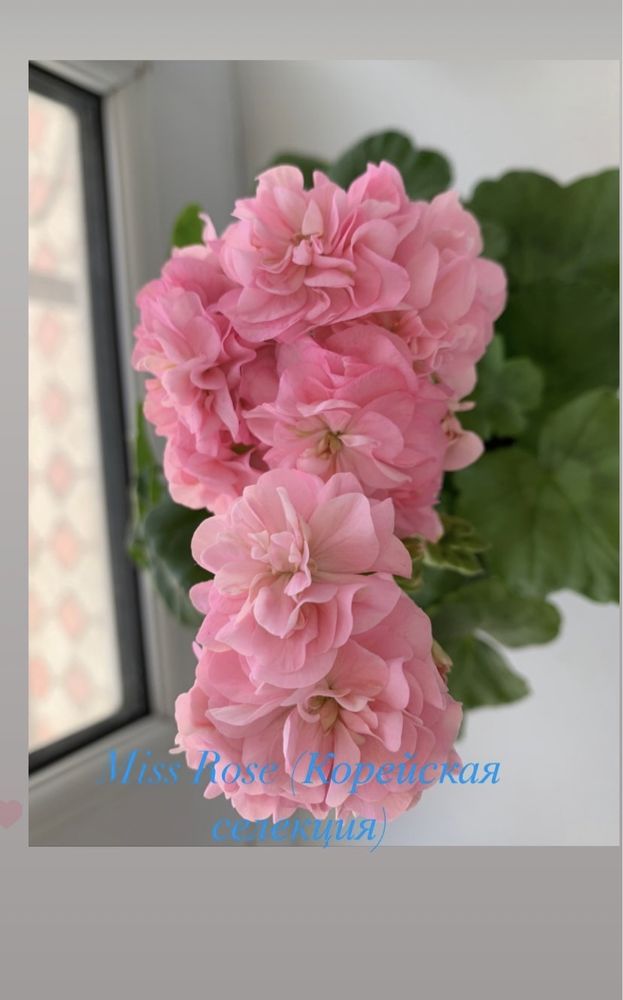 Пеларгония Miss Rose rosebud (Южно-Корейская селекция)