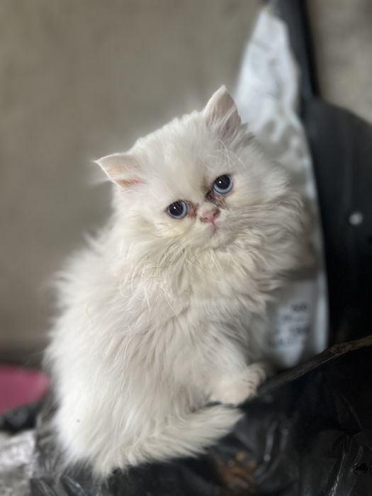 Puiuți de pisica persana de Himalaya