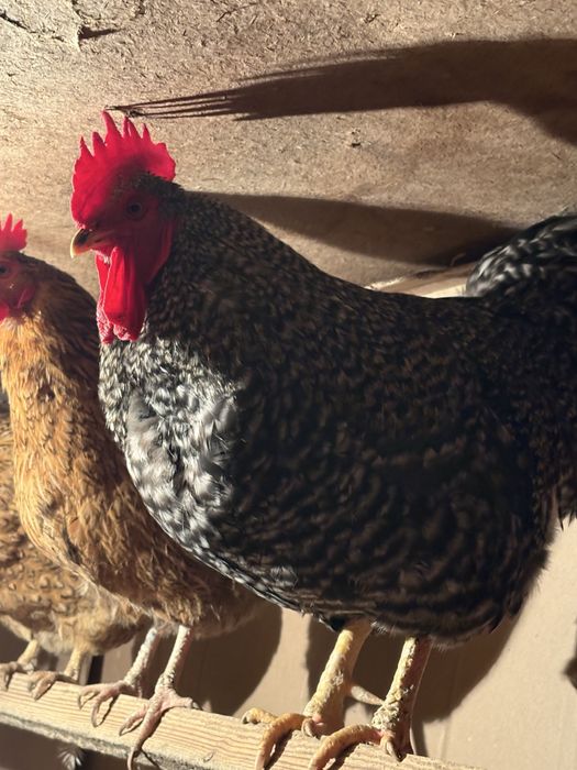 Продам петуха породы амрокс