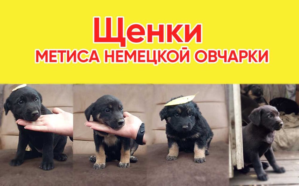 Метисы немецкой овчарки