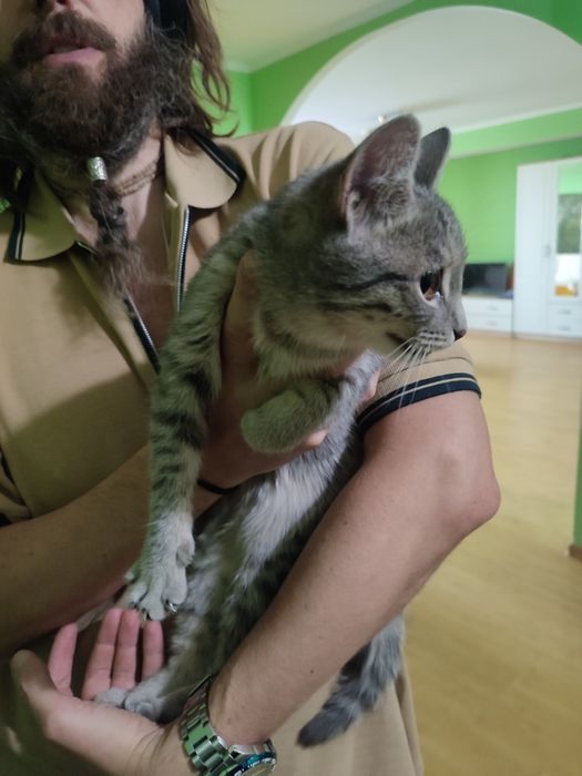 Нашли котенка серого