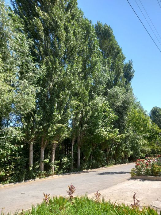 Срочно сотилаоти тррак бор