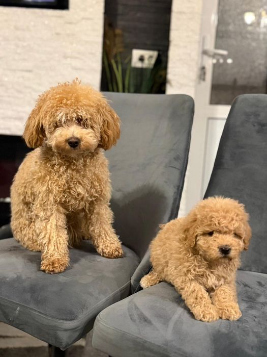 Catelus maltipoo mini toy