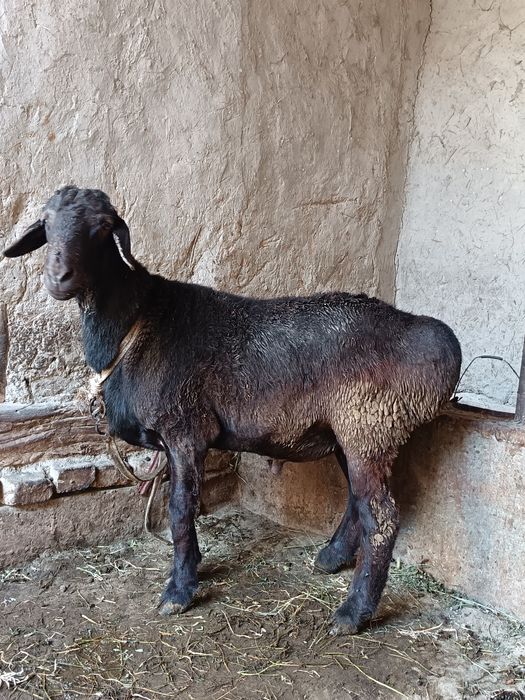 Quchqor 1.3 oylik