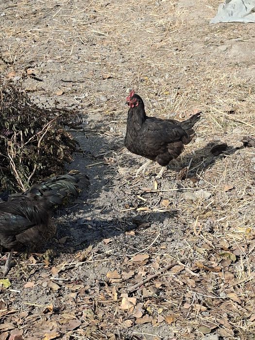 Кора товуклар домашний