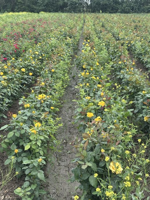 Atirgul kochatlar bor hamma sortidan bor 150 mingta