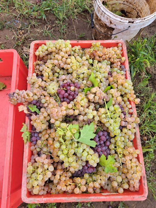 Struguri de vin 3.50