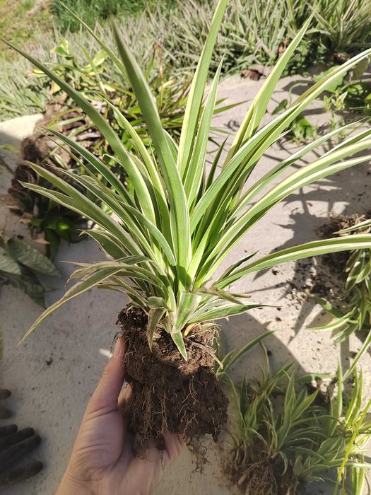 Дебела Мара, Делосперма, Хлорофитум, Фаларис и други