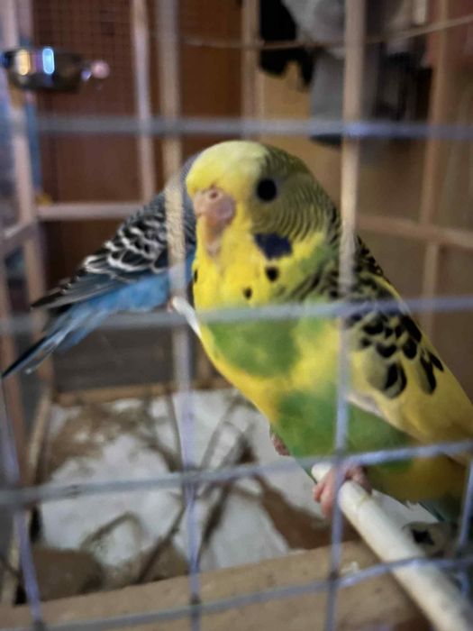 Продавам папагали