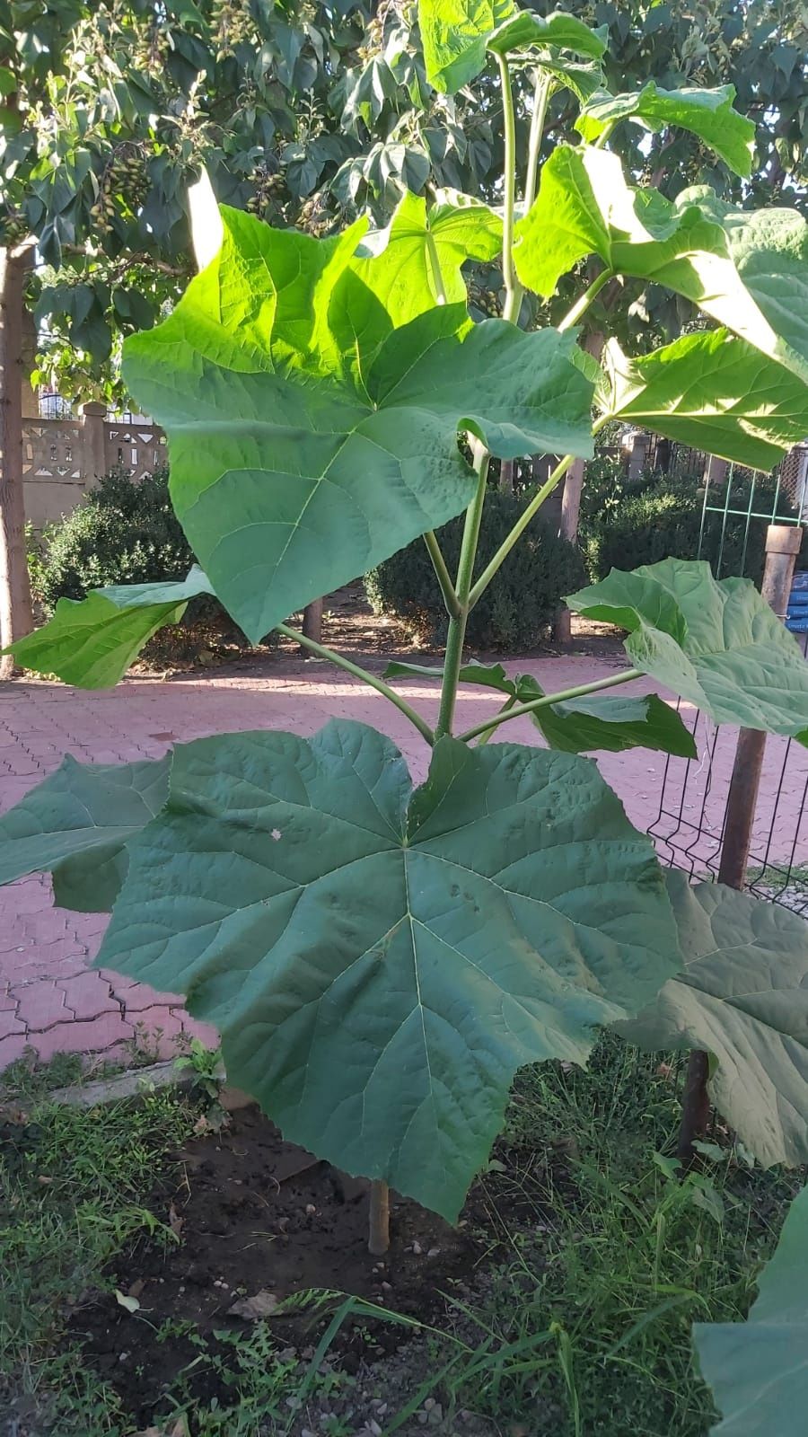 Paulownia tomentosa la ghiveci