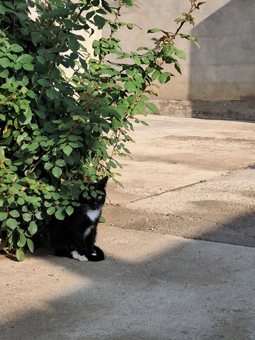 Котята (девочки)