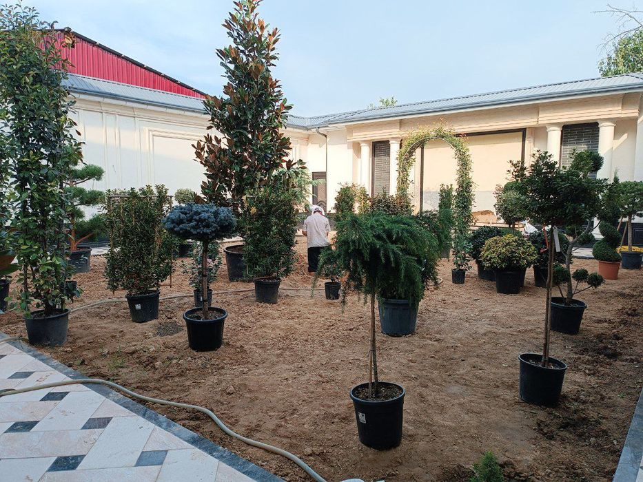 Газон ландшафний дизайн