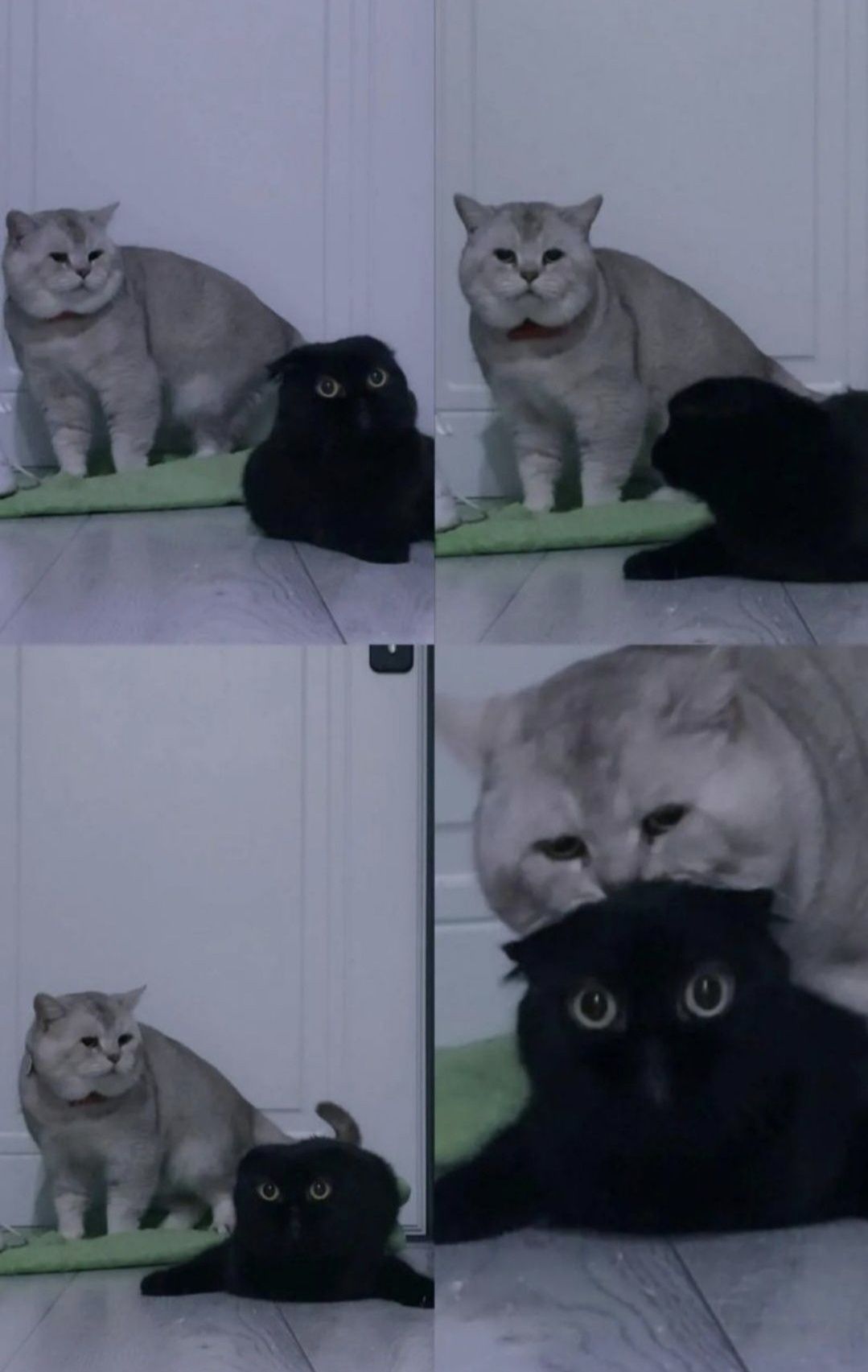 Вязка, котик с опытом